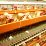 �����������������C���[�W